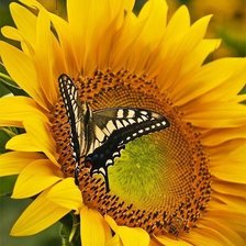 Cross stitch pattern: #203109