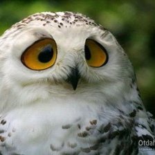 Cross stitch pattern: #206122