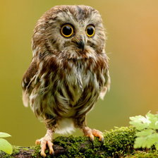 Cross stitch pattern: #206123