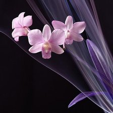 Cross stitch pattern: #206724