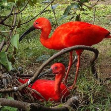 Cross stitch pattern: #206919