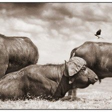 Cross stitch pattern: #207410