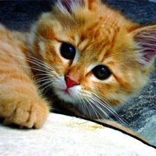 Cross stitch pattern: #207456