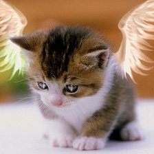 Cross stitch pattern: #207496