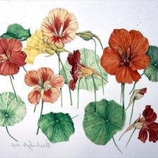 Cross stitch pattern: #207525