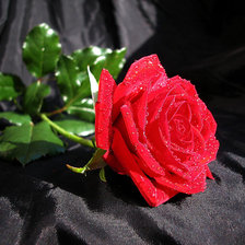 Cross stitch pattern: #207606