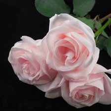 Cross stitch pattern: #207614