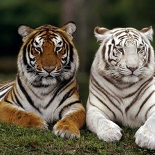 Cross stitch pattern: #207620