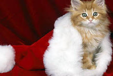 Cross stitch pattern: #208775