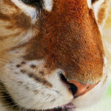 Cross stitch pattern: #211572