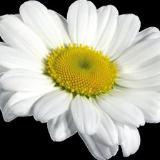 Cross stitch pattern: #214922