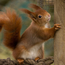 Cross stitch pattern: #215018