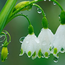 Cross stitch pattern: #221361