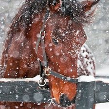 Cross stitch pattern: #223989