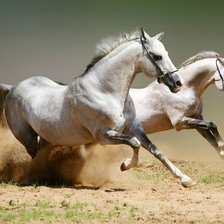 Cross stitch pattern: #224848