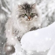 Cross stitch pattern: #225444
