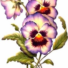 Cross stitch pattern: #226155