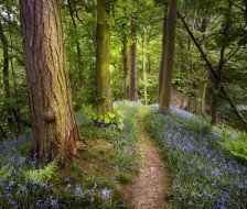 Cross stitch pattern: #227060