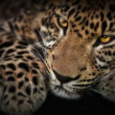 Cross stitch pattern: #227358