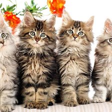 Cross stitch pattern: #227739