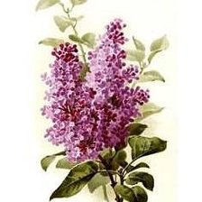 Cross stitch pattern: #227900