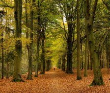 Cross stitch pattern: #228255