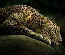 Cross stitch pattern: #228256