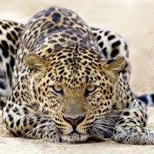 Cross stitch pattern: #229466