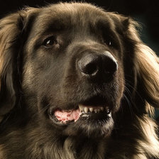 Cross stitch pattern: #229468