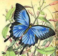 Cross stitch pattern: #229821