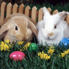 Cross stitch pattern: #229827