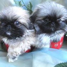 Cross stitch pattern: #230800