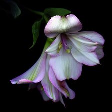 Cross stitch pattern: #230808