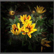 Cross stitch pattern: #230827