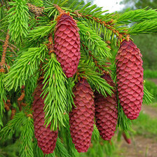 Cross stitch pattern: #234452