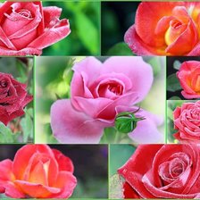 Cross stitch pattern: #235275