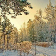 Cross stitch pattern: #235521