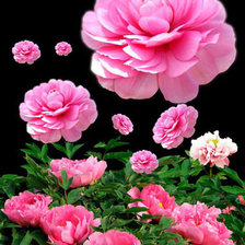 Cross stitch pattern: #235612