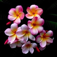 Cross stitch pattern: #235614