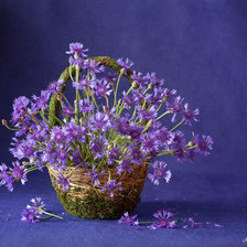 Cross stitch pattern: #235625