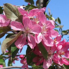 Cross stitch pattern: #236969