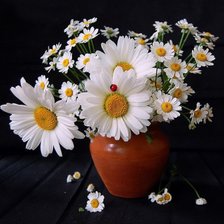 Cross stitch pattern: #237061