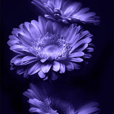 Cross stitch pattern: #237780