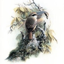 Cross stitch pattern: #238185