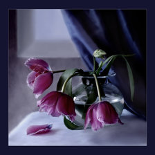 Cross stitch pattern: #241555