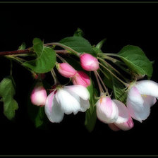 Cross stitch pattern: #241628