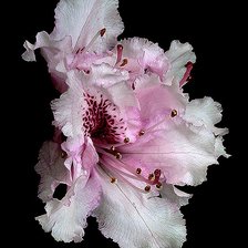 Cross stitch pattern: #242249