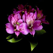 Cross stitch pattern: #242268