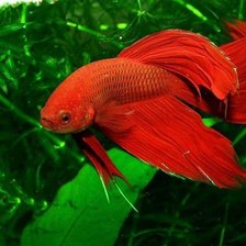 Cross stitch pattern: #242277