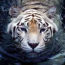 Cross stitch pattern: #243724